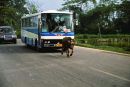 Buffalo chased by a bus, Countryside, Guilin